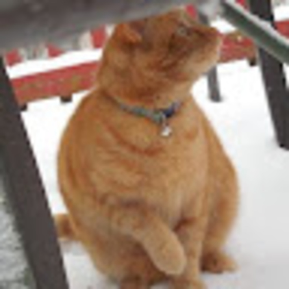 Meet your Posher, Lana